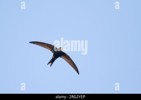 Common Swift, Mauersegler, Apus apus ssp. apus, Deutschland Stockfoto