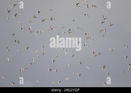 Lachmöwe Lachmöwe, Larus ridibundus-, Deutschland, nach, winter Gefieder Stockfoto