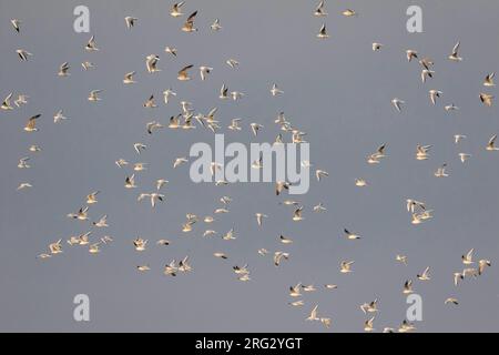 Lachmöwe Lachmöwe, Larus ridibundus-, Deutschland, nach, winter Gefieder Stockfoto