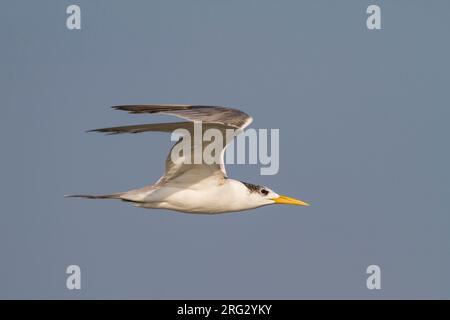 Mehr Crested Tern-Eilseeschwalbe-Thalasseus bergii Velox, Oman, Erwachsene Stockfoto