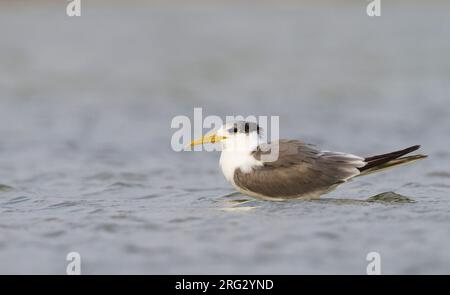 Mehr Crested Tern-Eilseeschwalbe-Thalasseus bergii Velox, Oman, Erwachsene Stockfoto