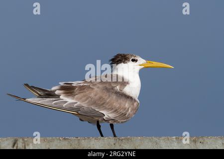 Mehr Crested Tern-Eilseeschwalbe-Thalasseus bergii Velox, Oman, Erwachsene Stockfoto