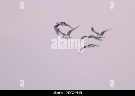 Mehr Crested Tern-Eilseeschwalbe-Thalasseus bergii Velox, Oman Stockfoto