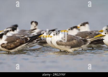 Mehr Crested Tern-Eilseeschwalbe-Thalasseus bergii Velox, Oman Stockfoto