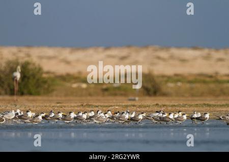 Mehr Crested Tern-Eilseeschwalbe-Thalasseus bergii Velox, Oman Stockfoto