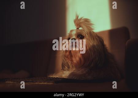 Shih Tzu Hund liegt auf dem Sofa im Abendlicht des Sonnenuntergangs Stockfoto