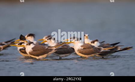 Mehr Crested Tern-Eilseeschwalbe-Thalasseus bergii Velox, Oman Stockfoto