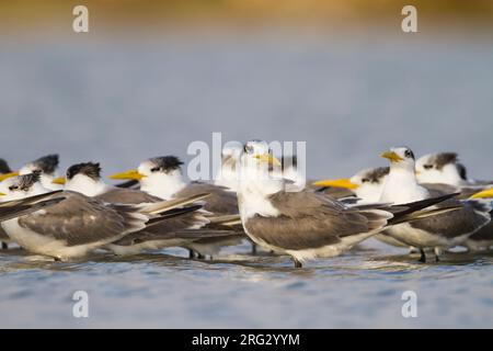 Mehr Crested Tern-Eilseeschwalbe-Thalasseus bergii Velox, Oman Stockfoto