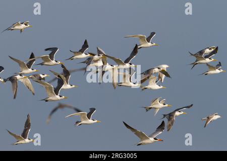 Mehr Crested Tern-Eilseeschwalbe-Thalasseus bergii Velox, Oman, mit Raubseeschwalbe Stockfoto