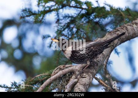 Die ringdrossel - ringdrossel - Turdus torquatus ssp. Alpestris, Österreich, männlichen Erwachsenen Stockfoto