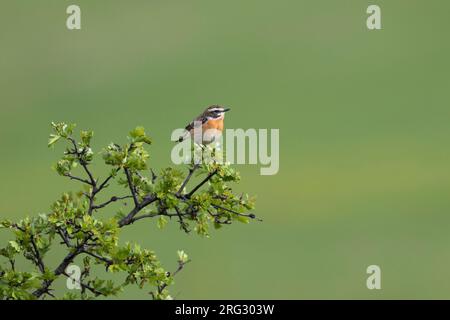 Braunkehlchen - Saxicola rubetra Braunkehlchen - Männchen, Deutschland, Stockfoto