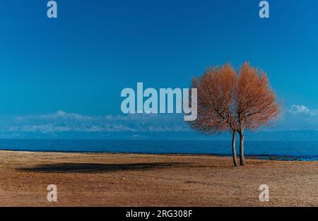 Herbstlandschaft mit Bäumen und See, Kirgisistan, Issyk-Kul See Stockfoto