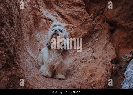 Langhaariger Shih-Tzu-Hund in den Bergen Stockfoto