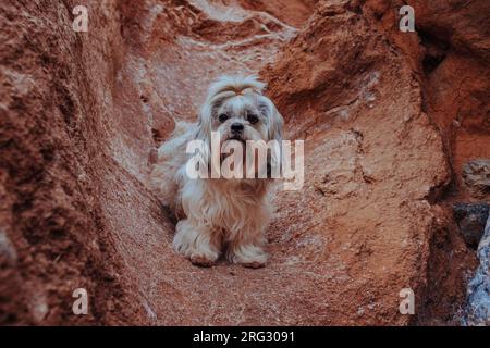 Langhaariger Shih-Tzu-Hund in den Bergen Stockfoto