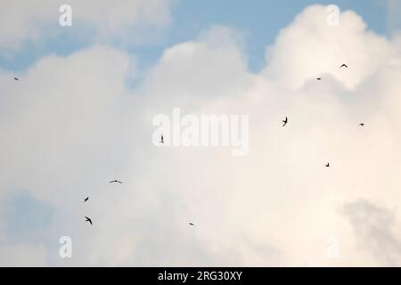 Common Swift, Mauersegler, Apus apus ssp. apus, Deutschland Stockfoto