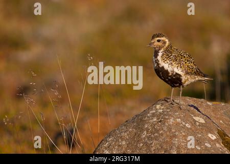 Eurasischen Goldregenpfeifer, Goudplevier, ssp. altrifrons apricaria, Island, männlichen Erwachsenen Stockfoto