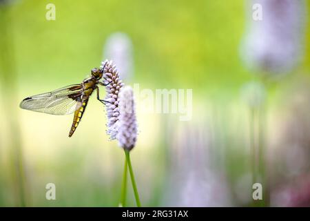 Breitschwanz-Chaser; Platbuik, Libellula depressa Stockfoto