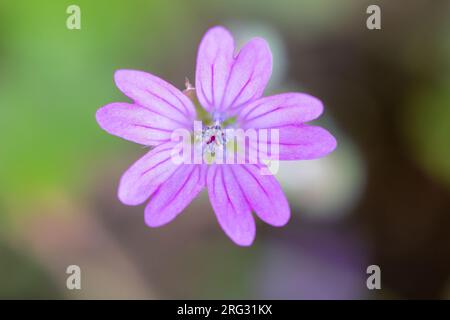 Taubenfuß-Kranich-Schein, Geranium molle Stockfoto