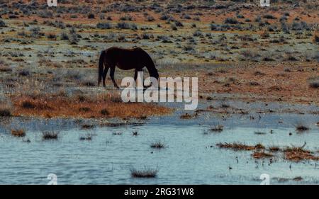 Das Pferd grast auf einer Wiese mit Wasser Stockfoto