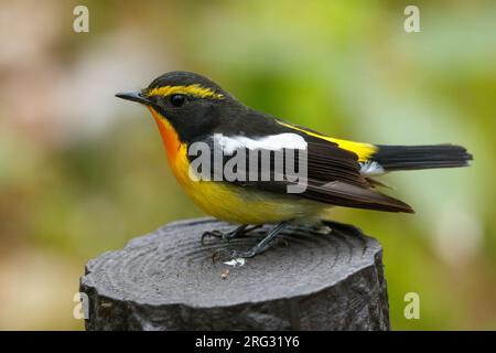 Männlicher Narcissus Flycatcher, Ficedula narcissina Stockfoto