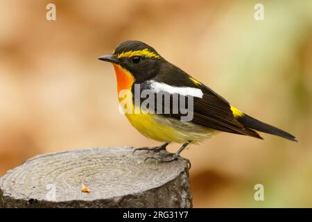 Männlicher Narcissus Flycatcher, Ficedula narcissina Stockfoto