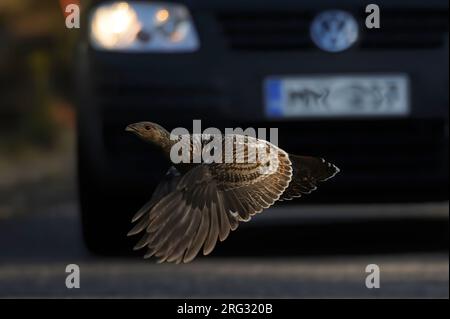 Westliche Capercaillie (Tetrao urogallus), weiblich, die in Finnland nur eine Kollision mit einem Auto vermeidet Stockfoto