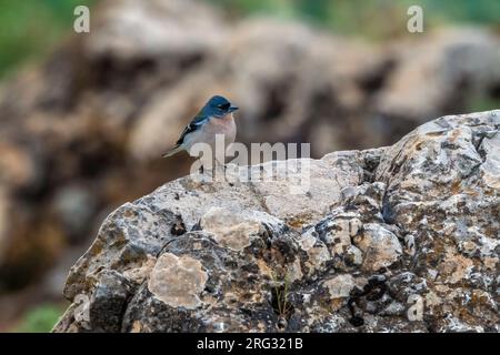 Erwachsener männlicher afrikanischer Chaffinch (Fringilla coelebs africana), hoch oben auf einem Baum in Dayet Aoua, Immousert, Marokko. Stockfoto