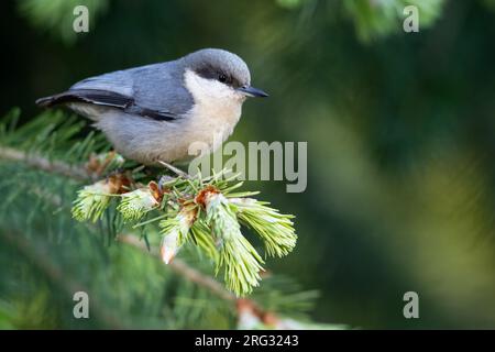Pygmy Nuthatch (Sitta pygmaea) in Nordamerika. Stockfoto