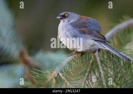 Männlicher Gelbäugiger Junco (Junco phaeonotus) in Nordamerika. Stockfoto