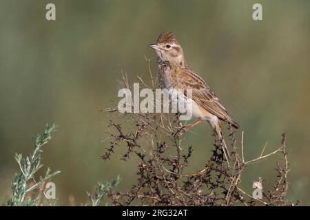 Kortteenleeuwerik; mehr Short-toed Lerche; Calandrella brachydactyla longipennis Stockfoto