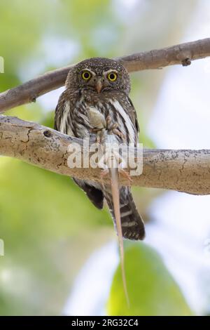 Bergkauz (Glaucidium gnoma) auf einem Ast Stockfoto