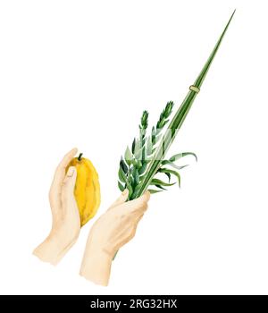 Mit dem Lulav Aquarell, isoliert auf Weiß für jüdischen Sukkot-Urlaub. Die Hände eines Mannes halten vier Spezies Stockfoto