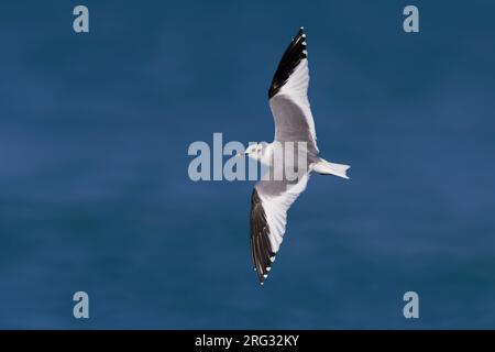Sabine's Gull; Xema Sabini Stockfoto