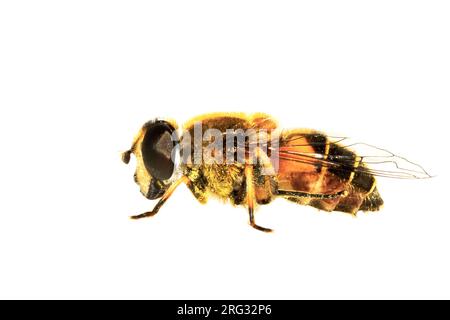 Gestreifte Dronefly, Bosbijvlieg, Eristalis horticola Stockfoto