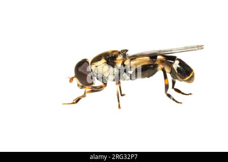 Dickbein-Hoverfly, Menuetzweefvlieg, Syritta pipiens Stockfoto