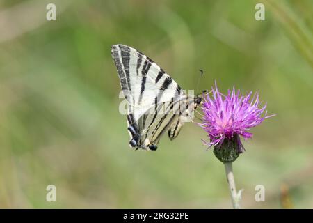 Seltener Schwalbenschwanz (Iphiclides podalirius), der in Frankreich auf einer violetten Blume mit grüner Vegetation lebt. Stockfoto