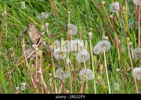 Weibliches Common Linnet (Linaria Cannabina) in den Niederlanden. Stockfoto