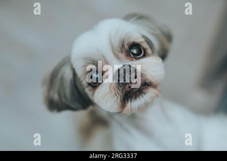 Shih-Tzu-Hund fragt den Besitzer etwas zu essen Stockfoto