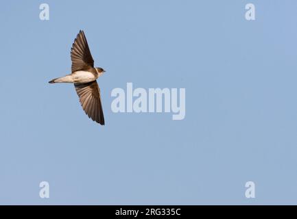 Sand Martin (Riparia riparia) in der Nähe der Kolonie in den Niederlanden. Stockfoto