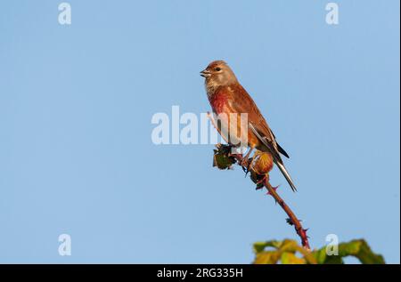 Ausgewachsener männlicher Common Linnet (Linaria Cannabina), der auf einem Busch in Katwijk, Niederlande, sitzt. Stockfoto