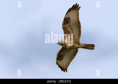 In Steppebuizerd vlucht; Steppe Bussard ssp Vulpinus im Flug Stockfoto