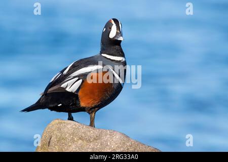 Adulte männliche Harlekuchenente (Histrionicus histrionicus) im Spätfrühling in Island. Auf einem Felsen am Rande eines Sees. Stockfoto