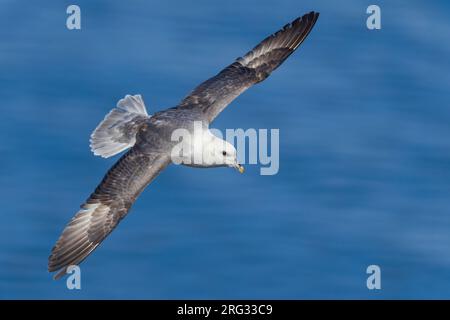 Nördlicher Fulmar (Fulmarus glacialis auduboni) an der Küstenzüchtungskolonie auf Island. Stockfoto