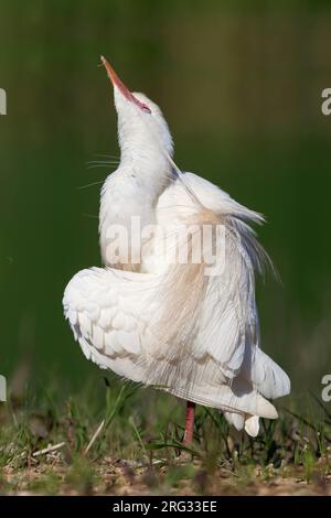 Rinderreiher (Bubulcus ibis), Erwachsene Züchtung im Vollgefieder, Kampanien, Italien Stockfoto