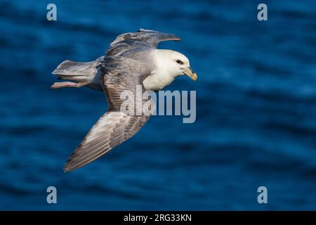 Nördlicher Fulmar (Fulmarus glacialis auduboni) an der Küstenzüchtungskolonie auf Island. Stockfoto