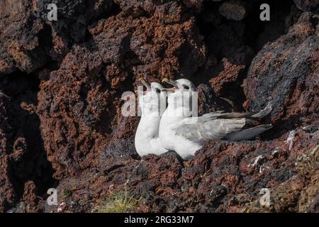 Nördliche Fulmars (Fulmarus glacialis auduboni), die auf den Klippen in ihrer Brutkolonie auf Island ruhen. Pair ruft im Sitzen an. Stockfoto