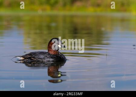 Zwergtaucher (Tachybaptus ruficollis), Seitenansicht eines Erwachsenen in einem Teich, Kampanien, Italien Stockfoto