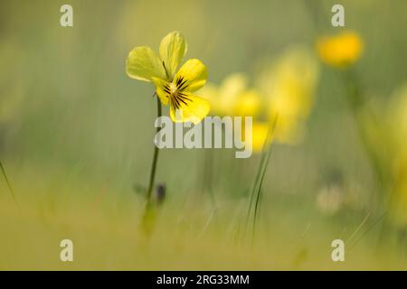 Mountain Pansy, Viola lutea subsp. Calaminaria Stockfoto