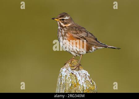 Isländischer Rotschwanz (Turdus iliacus coburni) auf Island. Stockfoto