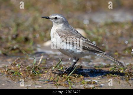 Wasserpipit (Anthus spinoletta), Seitenansicht eines Erwachsenen, der auf dem Boden steht., Abruzzen, Italien Stockfoto